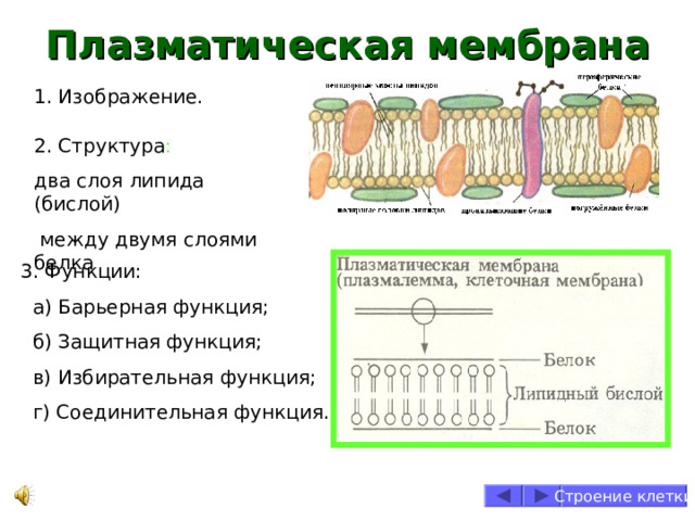 Плазматическая мембрана 1. Изображение. 2. Структура :  два слоя липида (бислой)  между двумя слоями белка 3. Функции:  а) Барьерная функция;  б) Защитная функция;  в) Избирательная функция;  г) Соединительная функция. Строение клетки 