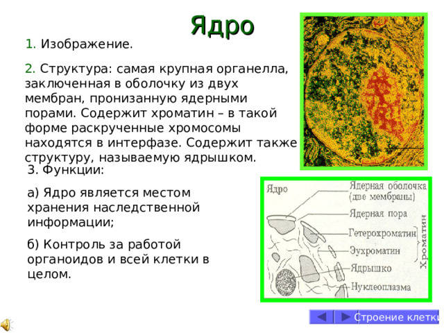 Две мембраны пронизанные порами