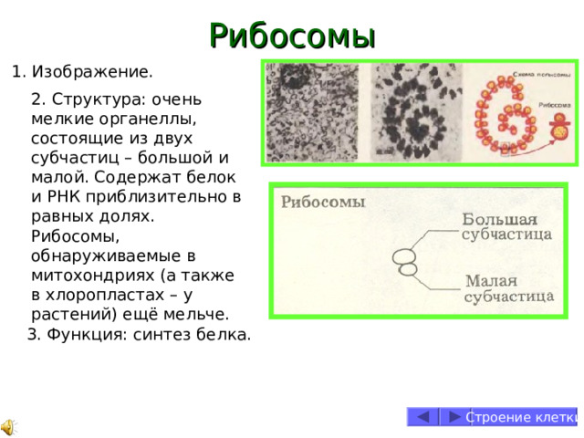 Рибосомы 1. Изображение. 2. Структура: очень мелкие органеллы, состоящие из двух субчастиц – большой и малой. Содержат белок и РНК приблизительно в равных долях. Рибосомы, обнаруживаемые в митохондриях (а также в хлоропластах – у растений) ещё мельче. 3. Функция: синтез белка. Строение клетки 