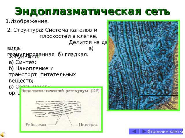 Эндоплазматическая  сеть 1.Изображение. 2. Структура: Система каналов и плоскостей в клетке. Делится на два вида: а) гранулированная; б) гладкая. 3.Функции : а) Синтез; б) Накопление и транспорт питательных веществ; в) Связь между органоидами. Строение клетки 
