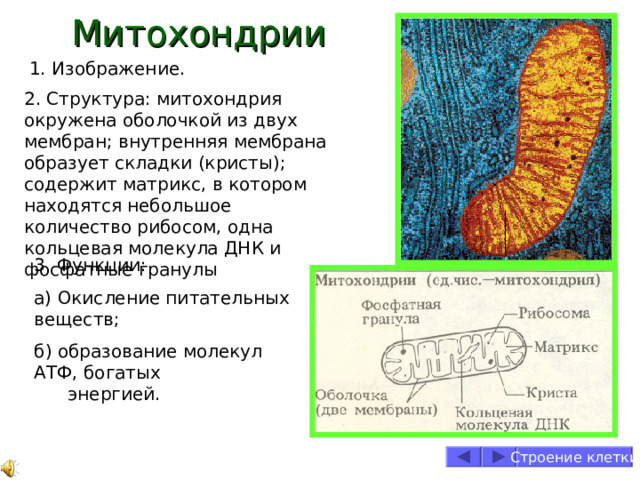 Митохондрии 1. Изображение. 2. Структура: митохондрия окружена оболочкой из двух мембран; внутренняя мембрана образует складки (кристы); содержит матрикс, в котором находятся небольшое количество рибосом, одна кольцевая молекула ДНК и фосфатные гранулы 3. Функции: а) Окисление питательных веществ; б) образование молекул АТФ, богатых    энергией. Строение клетки 