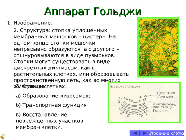 Аппарат Гольджи 1. Изображение. 2. Структура: стопка уплощенных мембранных мешочков – цистерн. На одном конце стопки мешочки непрерывно образуются, а с другого – отшнуровываются в виде пузырьков. Стопки могут существовать в виде дискретных диктиосом, как в растительных клетках, или образовывать пространственную сеть, как во многих животных клетках. 3. Функции: а) Образование лизосомов; б) Транспортная функция в) Восстановление поврежденных участков мембран клетки. Строение клетки 
