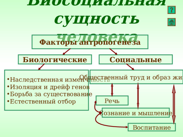 Опишите биологические и социальные факторы антропогенеза