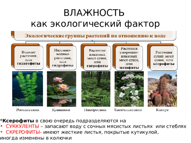 ВЛАЖНОСТЬ  как экологический фактор * Ксерофиты в свою очередь подразделяются на СУККУЛЕНТЫ – запасают воду с сочных мясистых листьях или стеблях и СКРЕРОФИТЫ- имеют жесткие листья, покрытые кутикулой, иногда изменены в колючки 