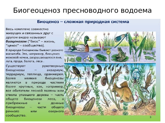 Биогеоценоз пресноводного водоема 