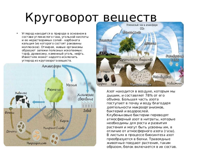 Круговорот веществ Углерод находится в природе в основном в составе углекислого газа, угольной кислоты и ее нерастворимых солей - карбоната кальция (из которого состоят раковины моллюсков). Отмирая, живые организмы образуют залежи полезных ископаемых: торф, древесину, каменный уголь, нефть. Известняк может надолго исключить углерод из круговорота веществ. Азот находится в воздухе, которым мы дышим, и составляет 78% от его объема. Большая часть азота поступает в почву и воду благодаря деятельности микроорганизмов, бактерий и водорослей. Клубеньковые бактерии переводят атмосферный азот в нитраты, которые необходимы для роста и развития растения и могут быть усвоены им, в отличие от атмосферного азота (газа). В листьях в процессе биосинтеза азот преобразуется в белки. Травоядные животные поедают растения, таким образом, белок включается в их состав. После смерти животных белки разлагаются сапротрофами, которые выделяют аммиак, нитраты. Часть нитратов усваивается растениями, а часть восстанавливается бактериями до атмосферного азота - цикл замыкается. 