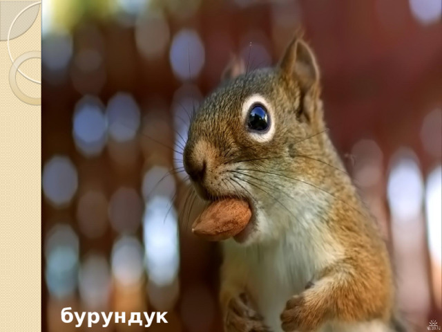 бурундук 