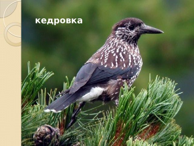 кедровка 