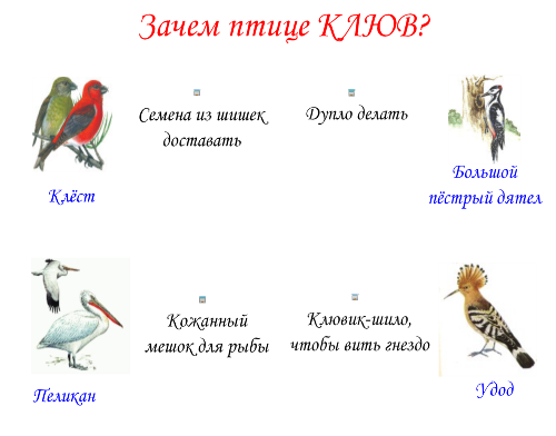 Чем питается дятел клест попугай. Загадка про клюв птицы. Клюв в жизни птиц окружающий мир. Что умеют делать птицы.