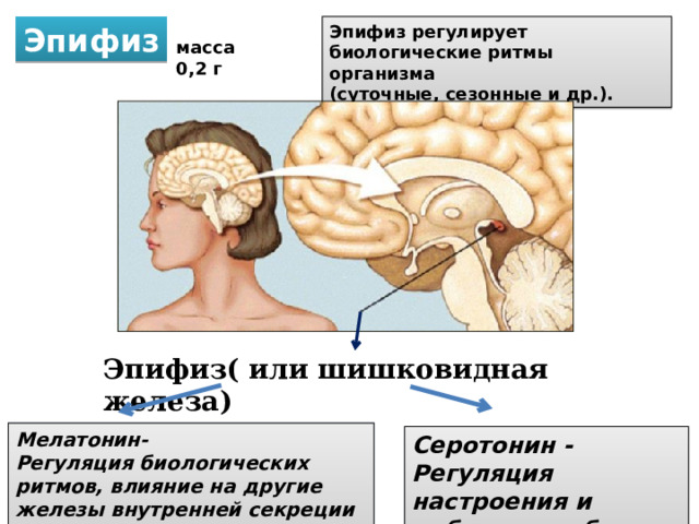 Внутренняя секреция эпифиза