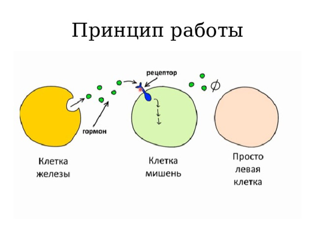 Эндокринная регуляция презентация 8 класс