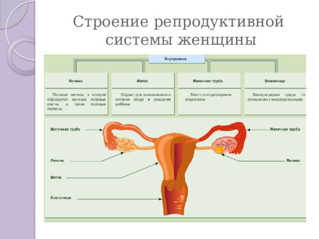 Особенности строения репродуктивной системы