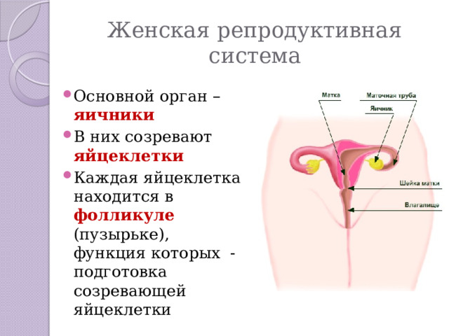 Женские половые органы яичник