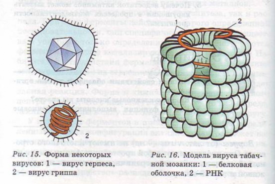 Строение сложных вирусов рисунок