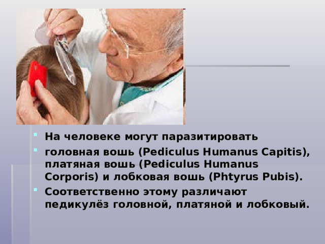     На человеке могут паразитировать головная вошь (Pediculus Humanus Capitis), платяная вошь (Pediculus Humanus Corporis) и лобковая вошь (Phtyrus Pubis). Соответственно этому различают педикулёз головной, платяной и лобковый. 