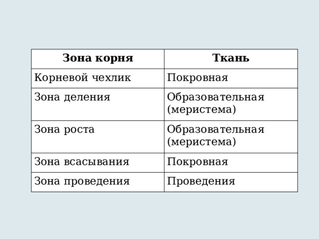 Зона корня Ткань Корневой чехлик Покровная Зона деления Образовательная (меристема) Зона роста Образовательная (меристема) Зона всасывания Покровная Зона проведения Проведения 