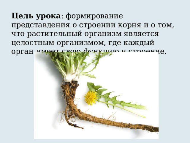 Цель урока : формирование представления о строении корня и о том, что растительный организм является целостным организмом, где каждый орган имеет свою функцию и строение. 