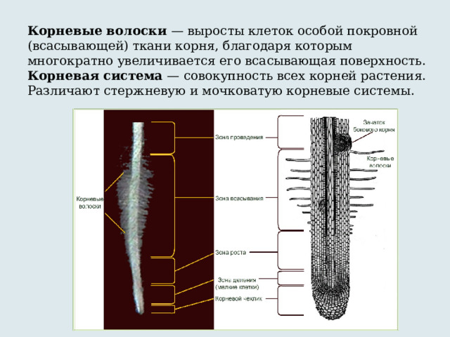 Ткани корня растения