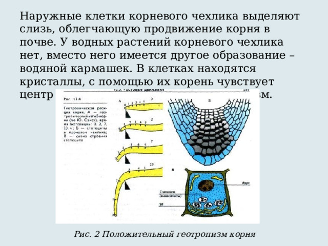 Наружные клетки корневого чехлика выделяют слизь, облегчающую продвижение корня в почве. У водных растений корневого чехлика нет, вместо него имеется другое образование – водяной кармашек. В клетках находятся кристаллы, с помощью их корень чувствует центр Земли – положительный геотропизм. Рис. 2 Положительный геотропизм корня 