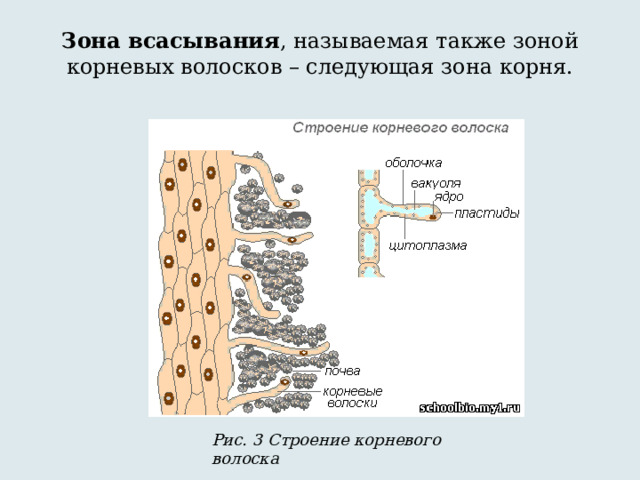 Зона всасывания , называемая также зоной корневых волосков – следующая зона корня. Рис. 3 Строение корневого волоска 