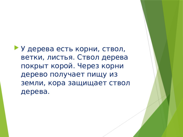 У дерева есть корни, ствол, ветки, листья. Ствол дерева покрыт корой. Через корни дерево получает пищу из земли, кора защищает ствол дерева. 