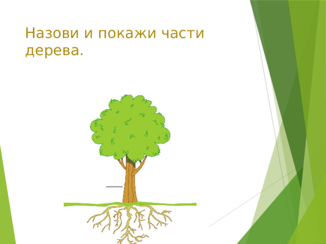 Назови и покажи части дерева. 