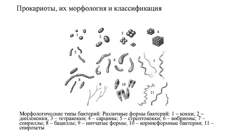 Рисунок морфология бактерий