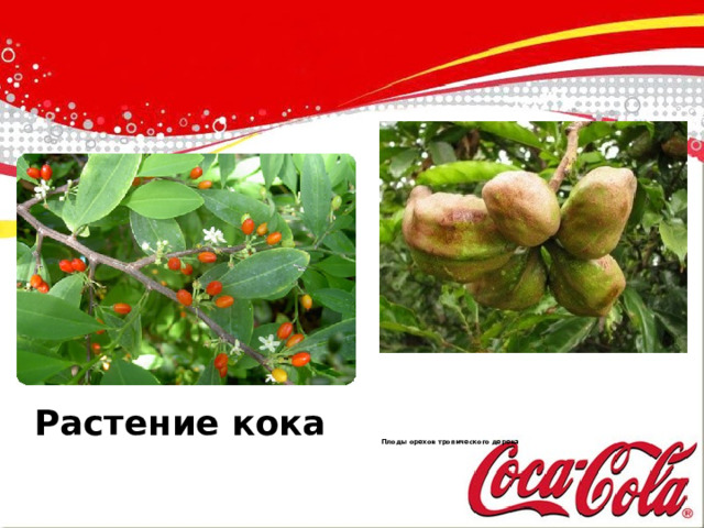       Плоды орехов тропического дерева   Растение кока 