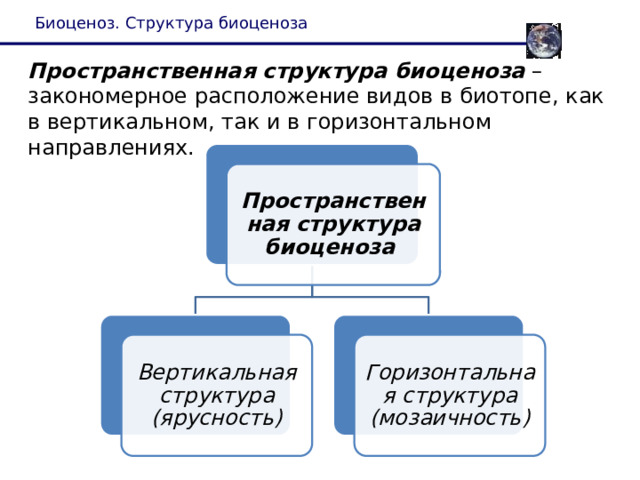 Биоценоз. Структура биоценоза Пространственная структура  биоценоза – закономерное расположение видов в биотопе, как в вертикальном, так и в горизонтальном направлениях. Пространственная структура  биоценоза  Вертикальная структура (ярусность) Горизонтальная структура (мозаичность) 