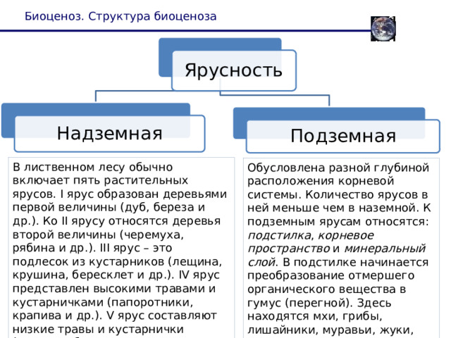 Биоценоз. Структура биоценоза Ярусность Надземная Подземная В лиственном лесу обычно включает пять растительных ярусов. I ярус образован деревьями первой величины (дуб, береза и др.). Ко II ярусу относятся деревья второй величины (черемуха, рябина и др.). III ярус – это подлесок из кустарников (лещина, крушина, бересклет и др.). IV ярус представлен высокими травами и кустарничками (папоротники, крапива и др.). V ярус составляют низкие травы и кустарнички (черника, брусника, земляника и др.). Обусловлена разной глубиной расположения корневой системы. Количество ярусов в ней меньше чем в наземной. К подземным ярусам относятся: подстилка , корневое пространство и минеральный слой . В подстилке начинается преобразование отмершего органического вещества в гумус (перегной). Здесь находятся мхи, грибы, лишайники, муравьи, жуки, улитки, пауки, черви. 