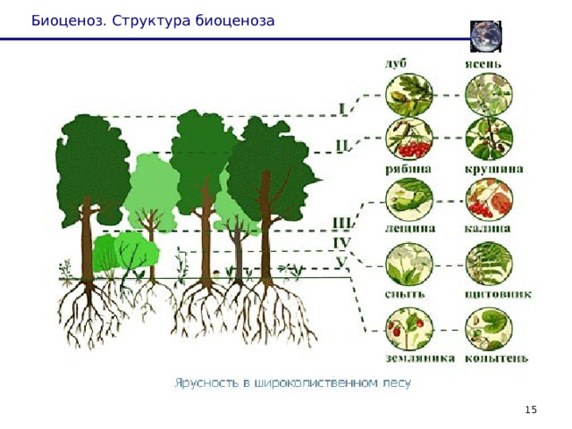 Биоценоз. Структура биоценоза 13 