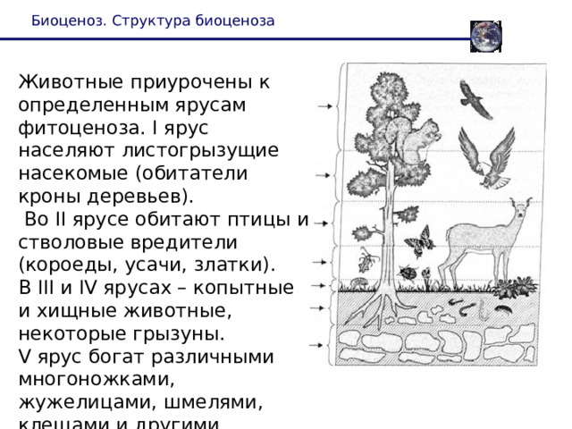 Биоценоз. Структура биоценоза Животные приурочены к определенным ярусам фитоценоза. I ярус населяют листогрызущие насекомые (обитатели кроны деревьев).  Во II ярусе обитают птицы и стволовые вредители (короеды, усачи, златки). В III и IV ярусах – копытные и хищные животные, некоторые грызуны. V ярус богат различными многоножками, жужелицами, шмелями, клещами и другими мелкими животными. 