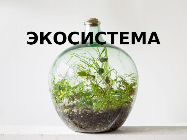 ЭКОСИСТЕМА 