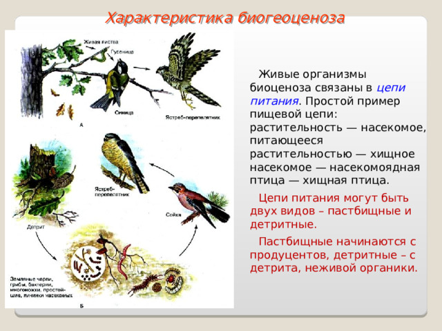 Характеристика биогеоценоза Живые организмы биоценоза связаны в цепи питания . Простой пример пищевой цепи: растительность — насекомое, питающееся растительностью — хищное насекомое — насекомоядная птица — хищная птица. Цепи питания могут быть двух видов – пастбищные и детритные. Пастбищные начинаются с продуцентов, детритные – с детрита, неживой органики.  