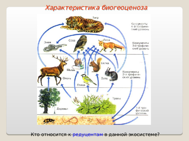 Характеристика биогеоценоза Кто относится к редуцентам в данной экосистеме?  