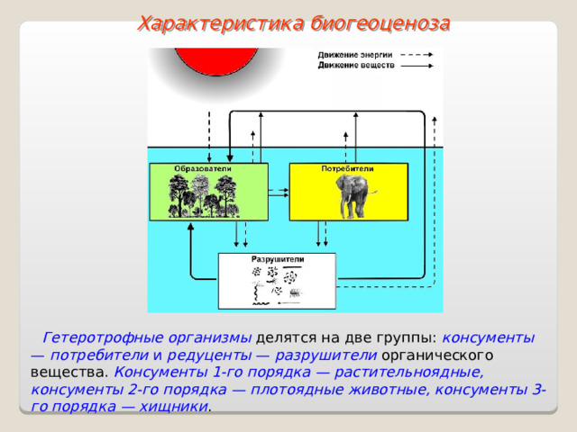 Характеристика биогеоценоза Гетеротрофные организмы делятся на две группы: консументы — потребители и редуценты — разрушители  органического вещества. Консументы 1-го порядка — растительноядные, консументы 2-го порядка — плотоядные животные, консументы 3-го порядка — хищники .  