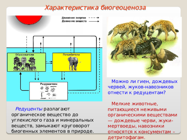 Характеристика биогеоценоза Можно ли гиен, дождевых червей, жуков-навозников отнести к редуцентам? Мелкие животные, питающиеся неживыми органическими веществами — дождевые черви, жуки-мертвоеды, навозники относятся к консументам – детритофагам. Редуценты разлагают органическое вещество до углекислого газа и минеральных веществ, замыкают круговорот биогенных элементов в природе.   