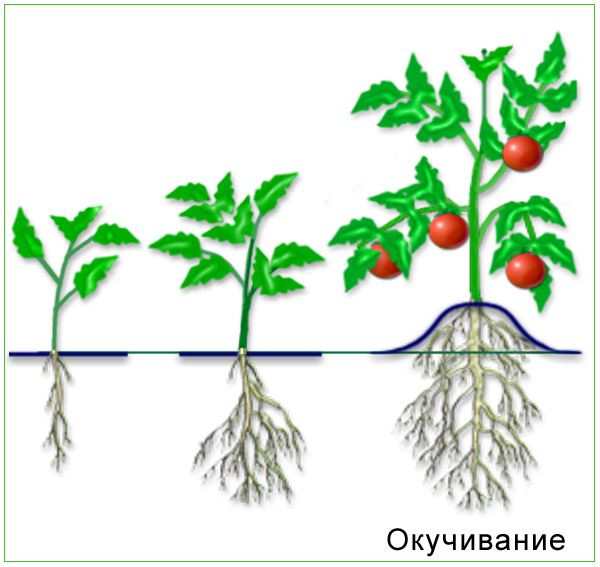 Стадии роста помидора в картинках