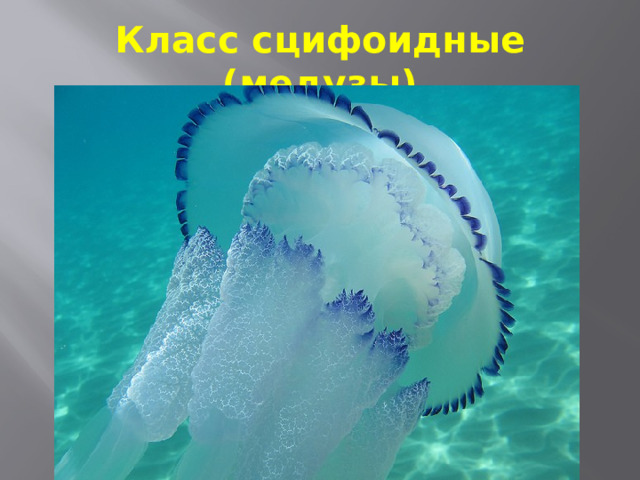 Класс сцифоидные (медузы) 