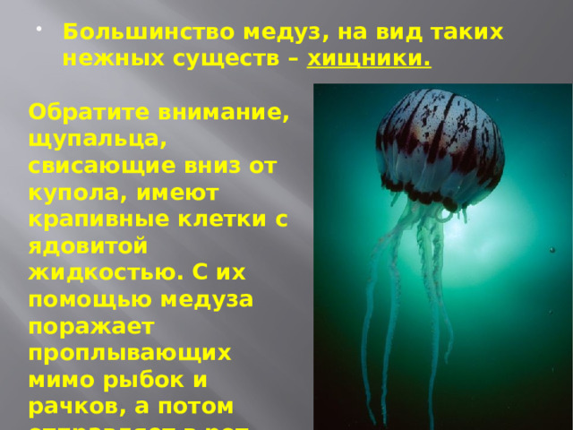 Большинство медуз, на вид таких нежных существ – хищники. Обратите внимание, щупальца, свисающие вниз от купола, имеют крапивные клетки с ядовитой жидкостью. С их помощью медуза поражает проплывающих мимо рыбок и рачков, а потом отправляет в рот. 