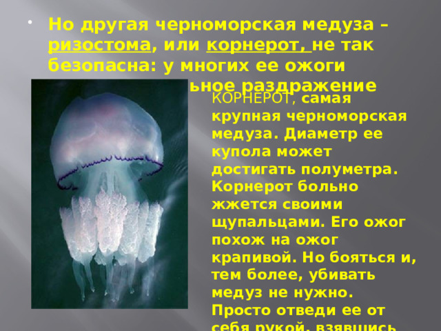Но другая черноморская медуза – ризостома , или корнерот, не так безопасна: у многих ее ожоги вызывают сильное раздражение кожи. КОРНЕРОТ,  самая крупная черноморская медуза. Диаметр ее купола может достигать полуметра. Корнерот больно жжется своими щупальцами. Его ожог похож на ожог крапивой. Но бояться и, тем более, убивать медуз не нужно. Просто отведи ее от себя рукой, взявшись сверху за купол. 