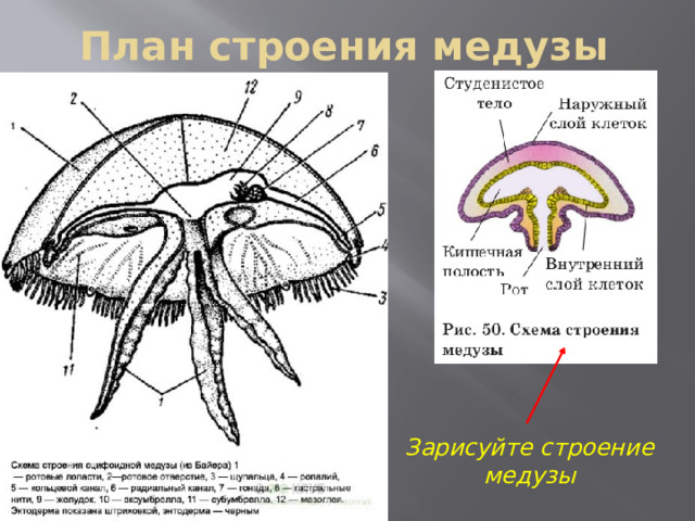 План строения медузы Зарисуйте строение медузы 