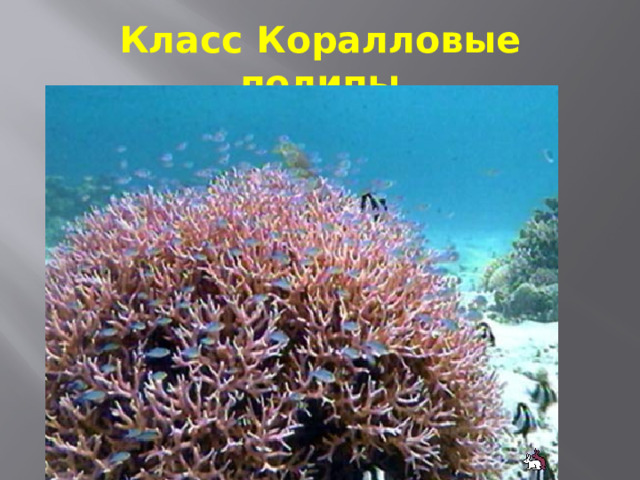 Класс Коралловые полипы 