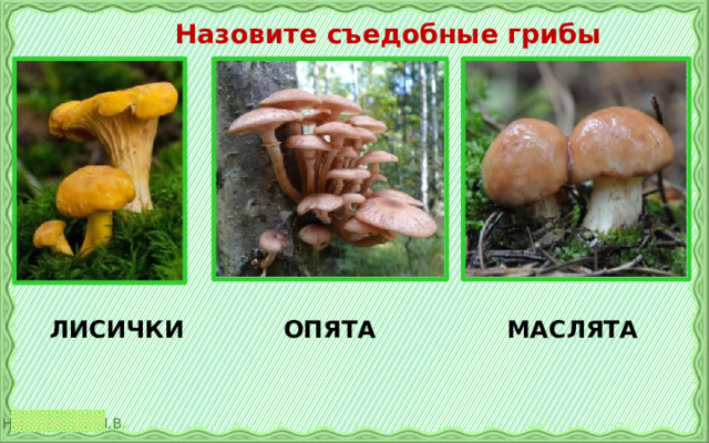  Назовите съедобные грибы ЛИСИЧКИ ОПЯТА МАСЛЯТА 