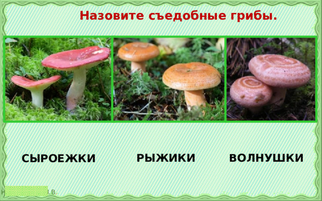  Назовите съедобные грибы. РЫЖИКИ ВОЛНУШКИ СЫРОЕЖКИ 