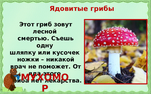 Ядовитые грибы Этот гриб зовут лесной смертью. Съешь одну шляпку или кусочек ножки – никакой врач не поможет. От яда этого гриба нет лекарства. МУХОМОР 