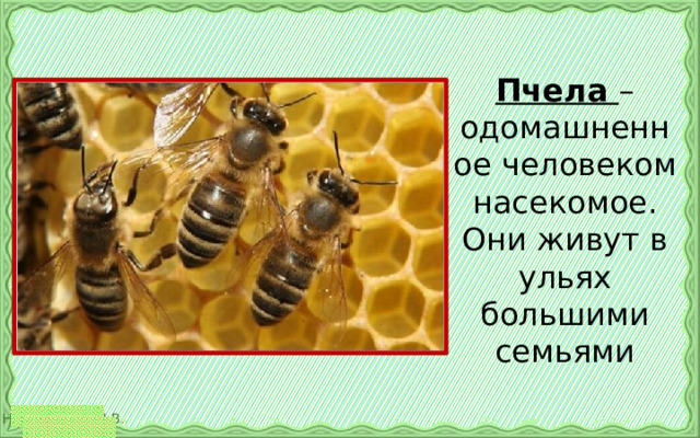 Пчела – одомашненное человеком насекомое. Они живут в ульях большими семьями 