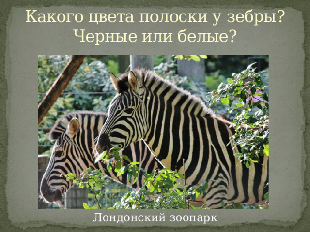 Какого цвета полоски у зебры?  Черные или белые? Лондонский зоопарк 