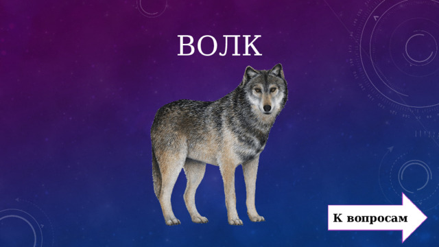 ВОЛК К вопросам 
