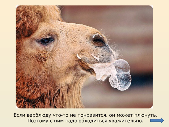 Если верблюду что-то не понравится, он может плюнуть. Поэтому с ним надо обходиться уважительно. 